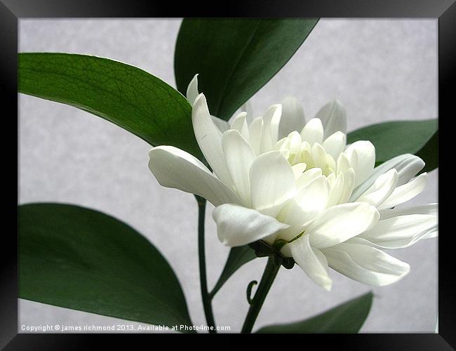 White Flower with Leaf Framed Print by james richmond