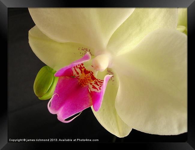 Orchid Flower Framed Print by james richmond