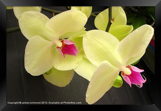 Orchid Duo Framed Print by james richmond