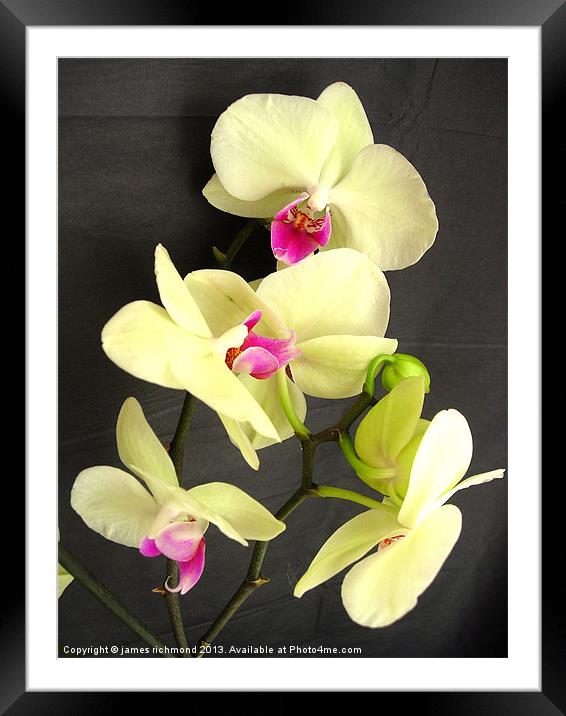 Orchid Blossom Framed Mounted Print by james richmond