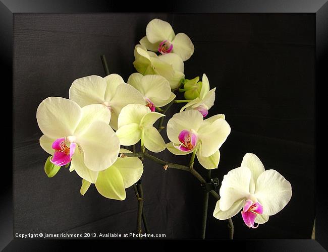 Orchids on Black Framed Print by james richmond