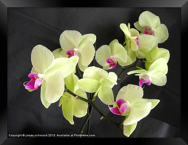 Orchid Flower Group Framed Print by james richmond