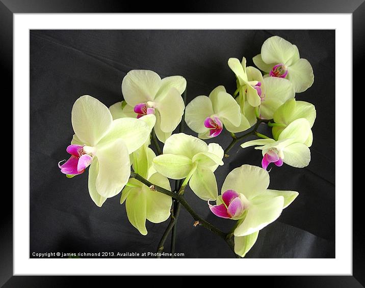 Orchid Flower Group Framed Mounted Print by james richmond