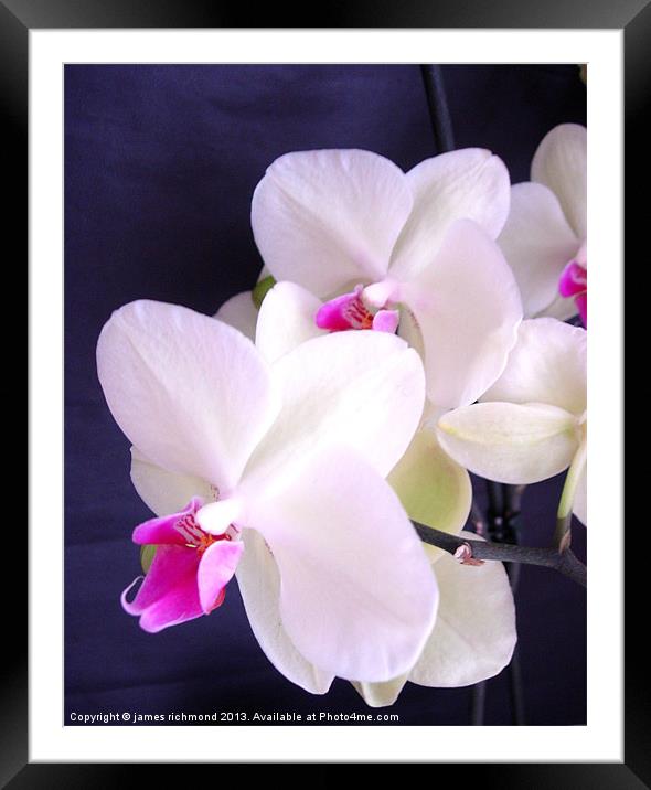 Orchid Illuminated Framed Mounted Print by james richmond