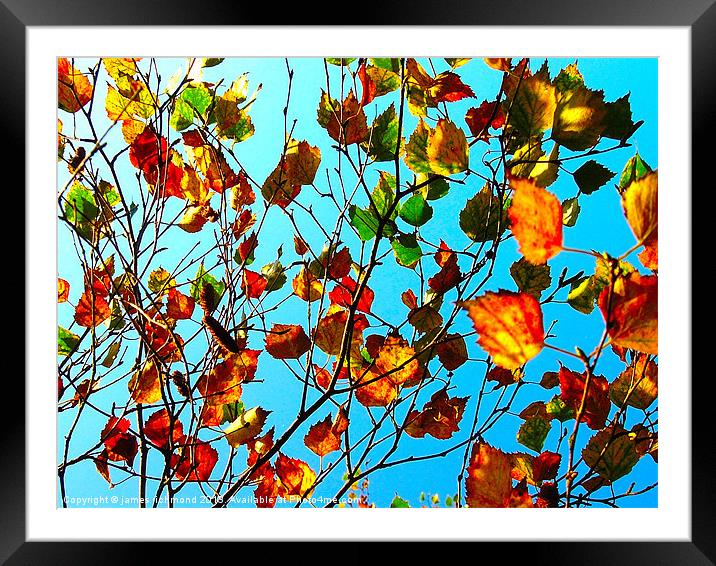 Autumn Leaves - 3 Framed Mounted Print by james richmond