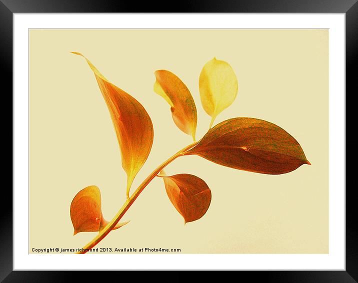 Leaf Study - 2 Framed Mounted Print by james richmond
