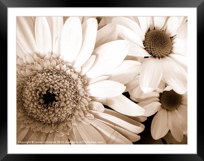 Gerbera and Daisies in Sepia Framed Mounted Print by james richmond