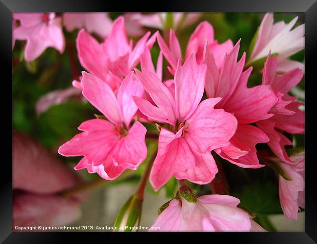 Pink Pelargonium Framed Print by james richmond