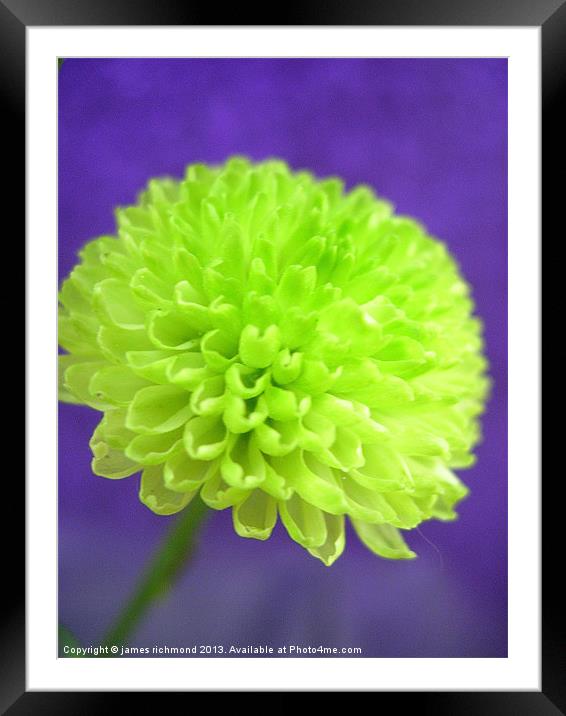 Green Button Pompon - Chrysant Framed Mounted Print by james richmond