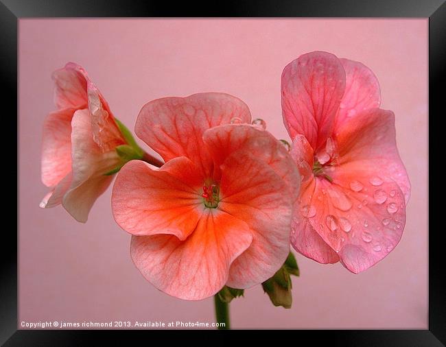 Pink Geranium Framed Print by james richmond