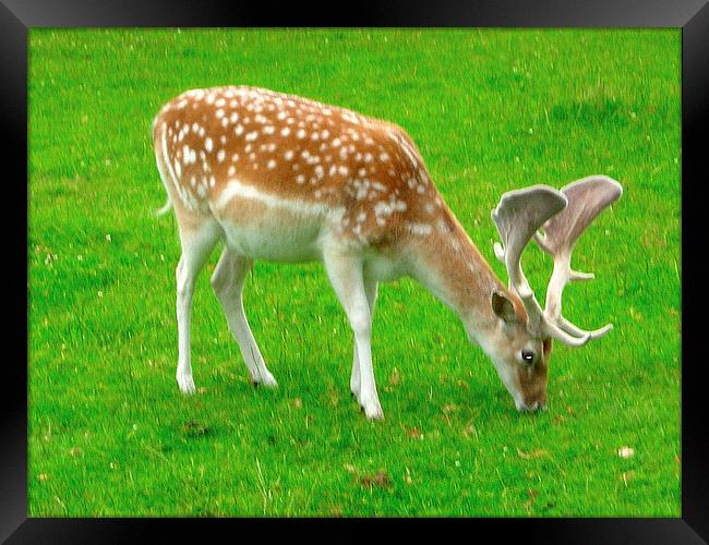 Fallow Deer Framed Print by james richmond