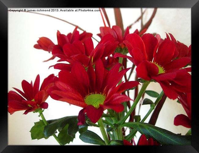 Red Chrysanthemums Framed Print by james richmond