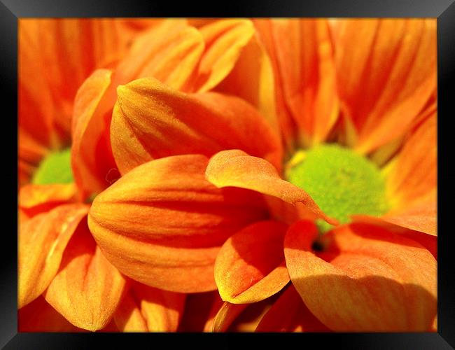 Orange Chrysanthemums Framed Print by james richmond