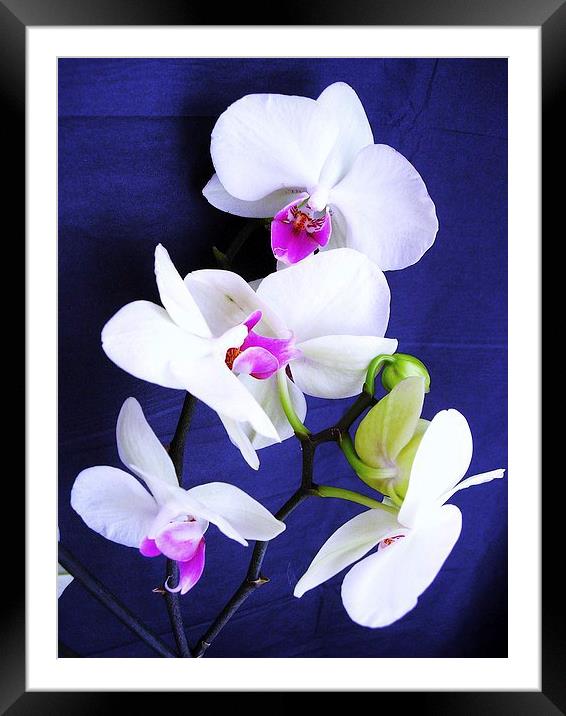 White Orchid Framed Mounted Print by james richmond