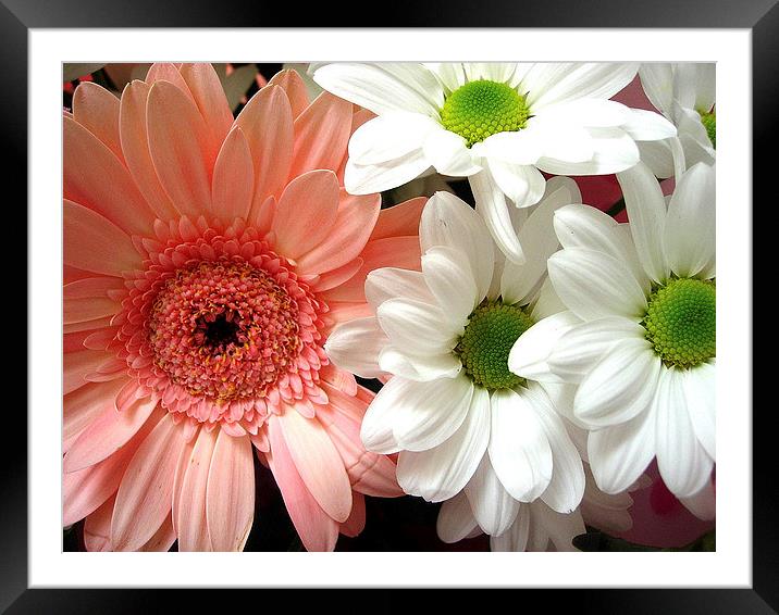 Gerbera and Daisies Framed Mounted Print by james richmond