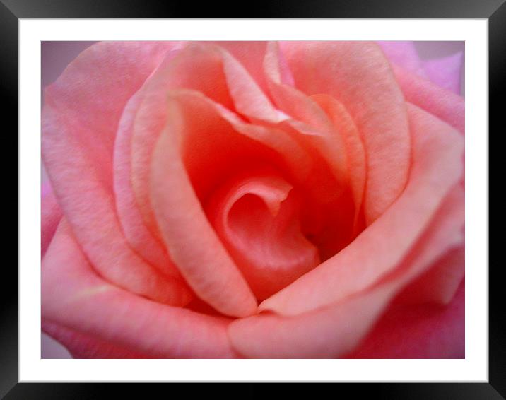 The Heart of a Rose Framed Mounted Print by james richmond