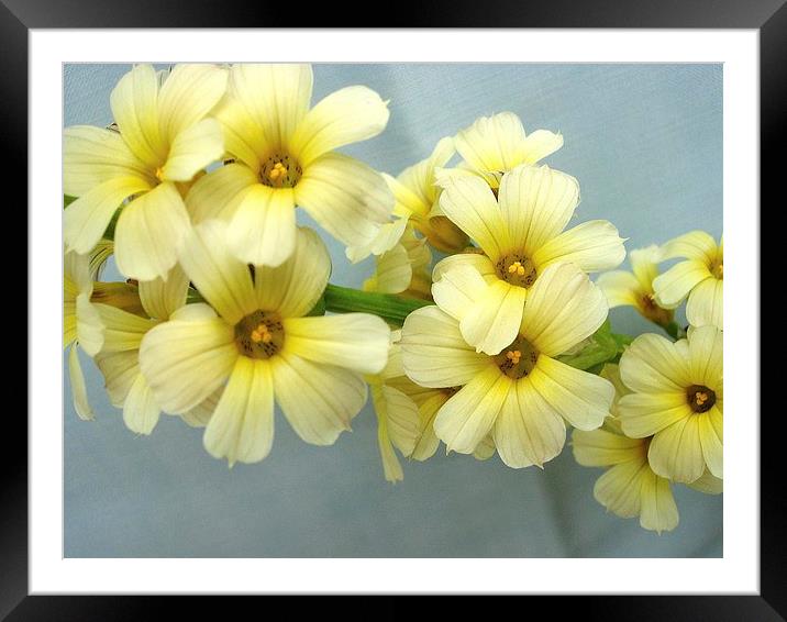 Yellow Flowers Framed Mounted Print by james richmond