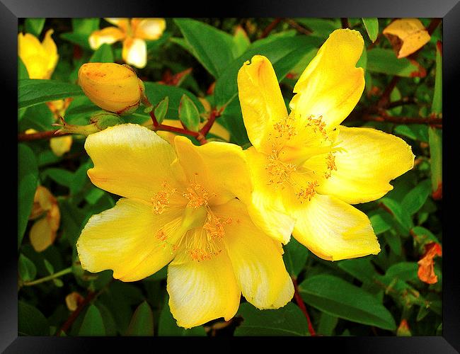 Rose of Sharon Framed Print by james richmond