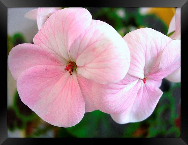Pink and white Geranium Framed Print by james richmond