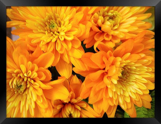 Gold and Orange Chrysants Framed Print by james richmond