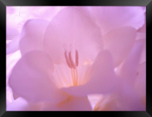 Lilac Mood Framed Print by james richmond