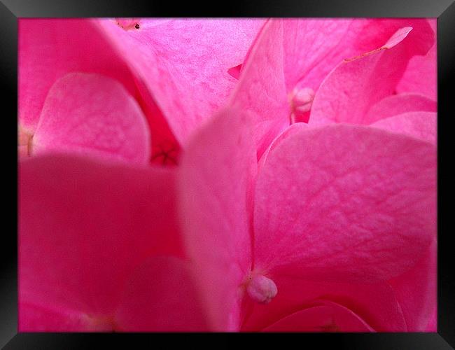 Pink Hydrangea Framed Print by james richmond