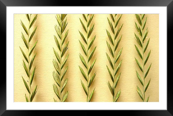 Grass on Gold Framed Mounted Print by james richmond