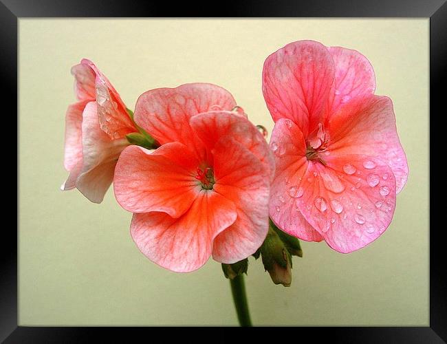 Pink Geranium and Raindrops Framed Print by james richmond