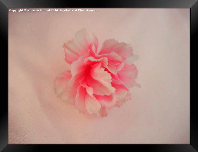 Cotton Carnation Framed Print by james richmond