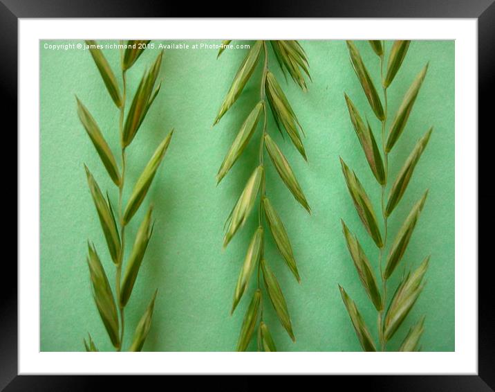  Grass Florescence   2 - 9 Framed Mounted Print by james richmond