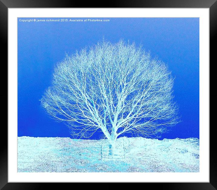  Tree in Winter Framed Mounted Print by james richmond