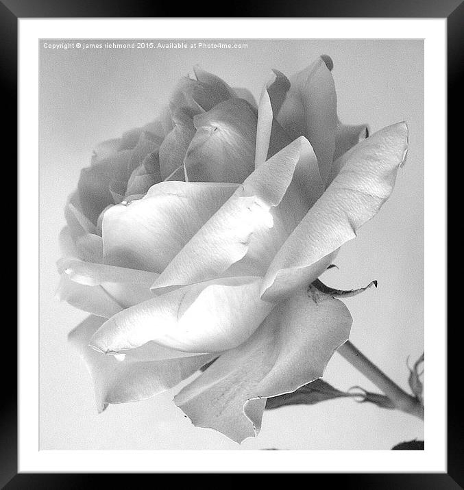  Tea Rose in monochrome Framed Mounted Print by james richmond