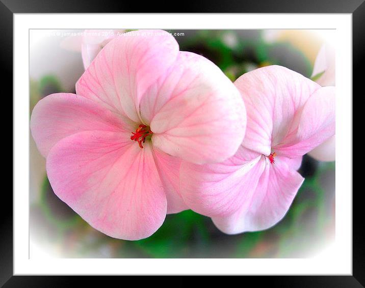 Pink Geranium Duo  Framed Mounted Print by james richmond