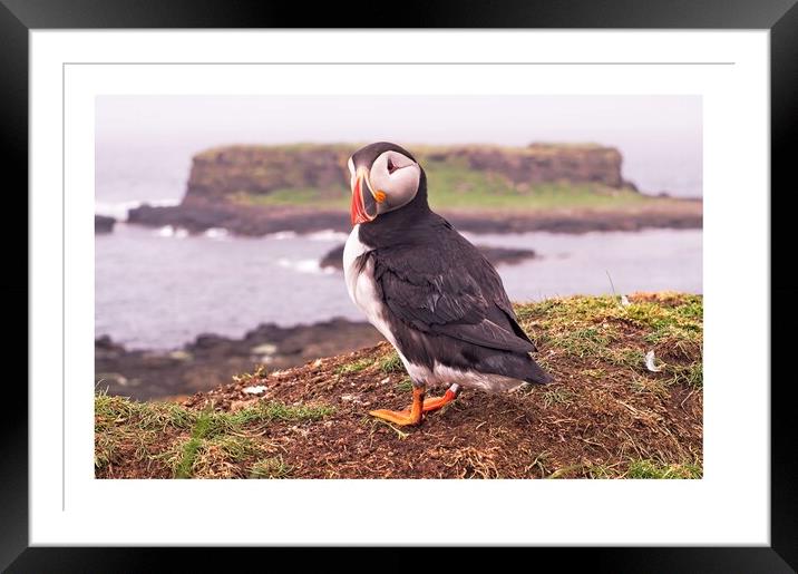 Puffin  Framed Mounted Print by jane dickie
