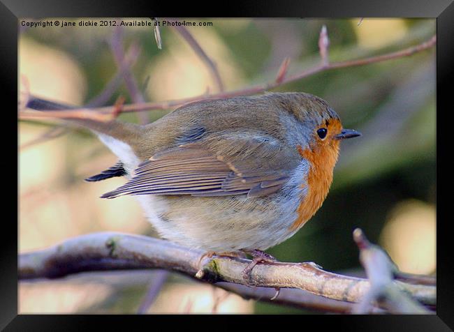 Robin Framed Print by jane dickie