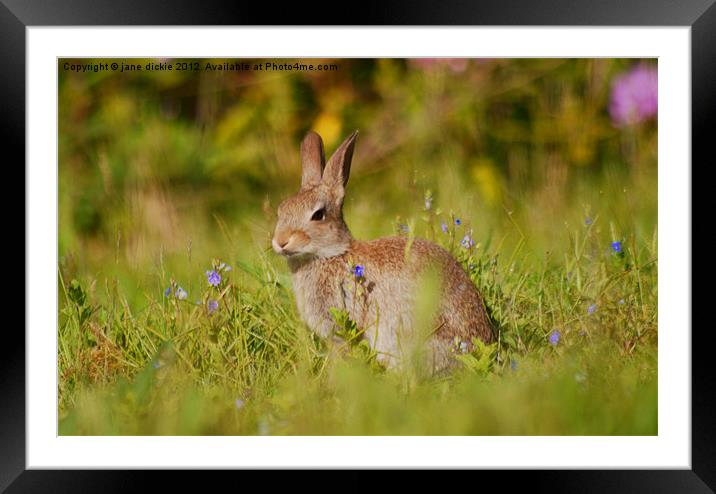 wild rabbit and flowers Framed Mounted Print by jane dickie