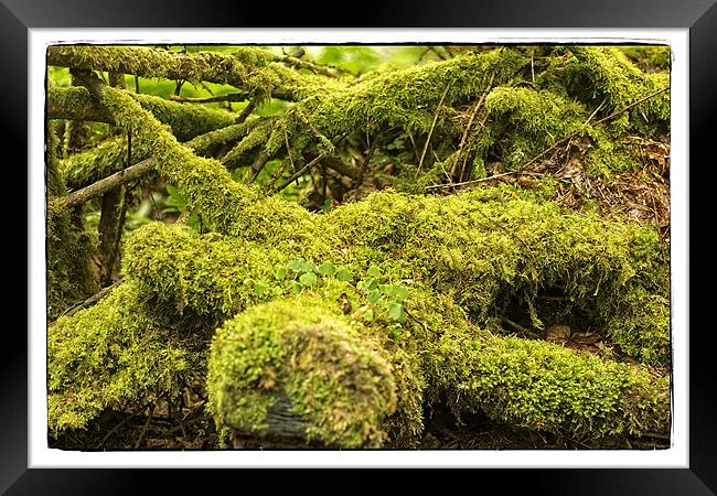 Death in the forest Framed Print by jane dickie