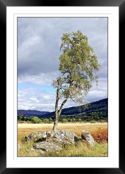  lone tree Framed Mounted Print by jane dickie