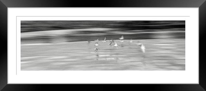  Morning dance in mono Framed Mounted Print by jane dickie