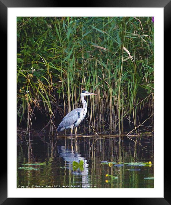 Silent Hunter on the Norfolk Broads Framed Mounted Print by Graham Parry