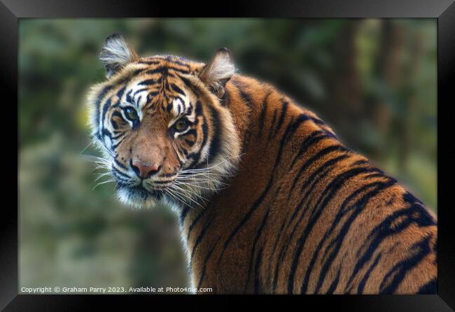 Eye Contact with a Sumatran Tiger Framed Print by Graham Parry