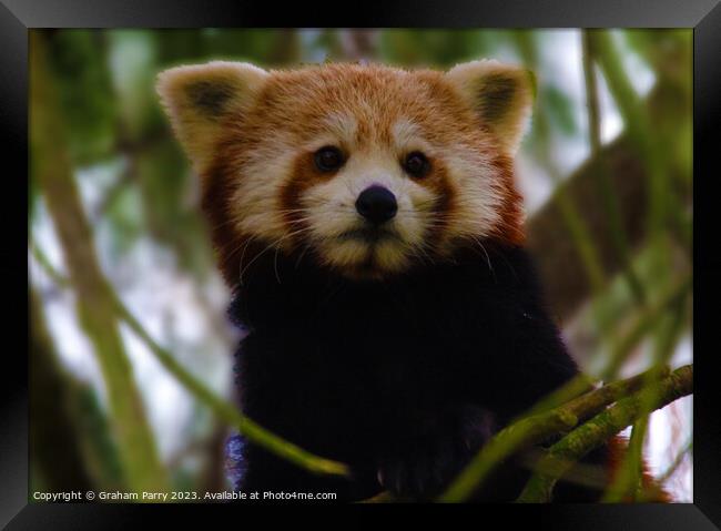 Poised Red Panda: Arboreal Wonder Framed Print by Graham Parry
