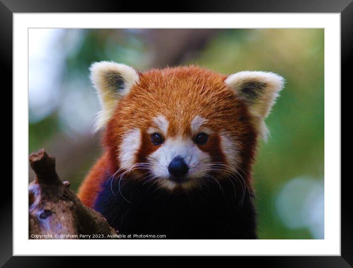 Red Panda's Intimate Foraging Display Framed Mounted Print by Graham Parry
