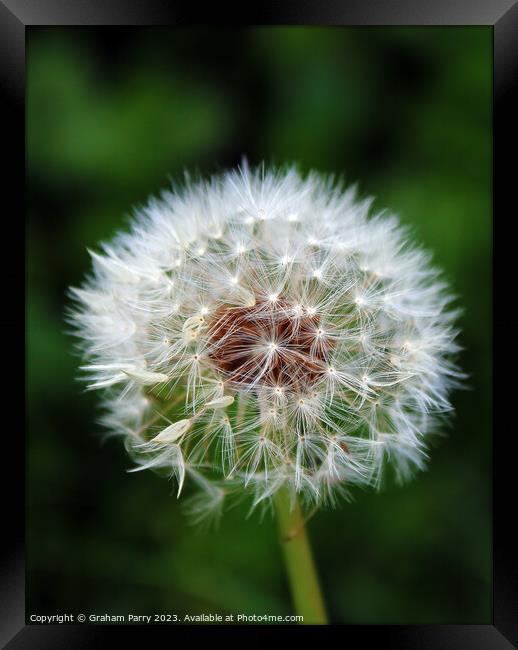 Dandelion's Whispering Seed Heads Framed Print by Graham Parry