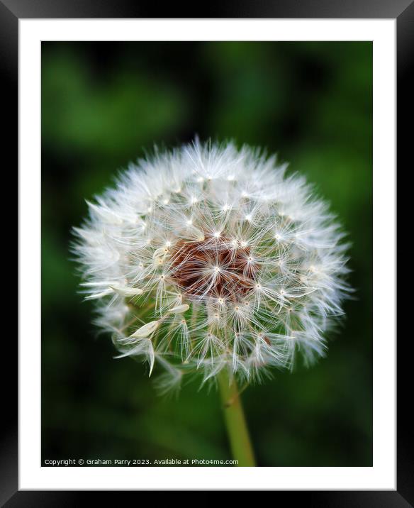 Dandelion's Whispering Seed Heads Framed Mounted Print by Graham Parry