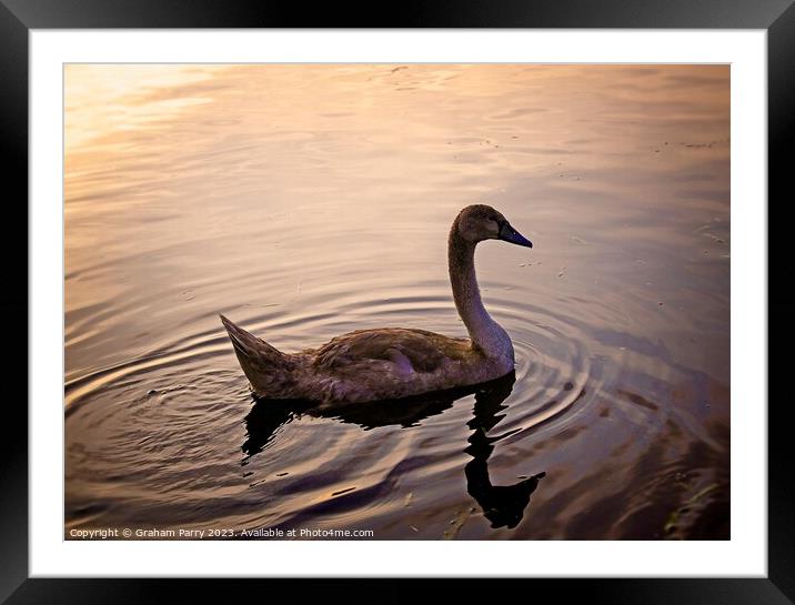 Serenity Embodied: Swan's Lake Soiree Framed Mounted Print by Graham Parry