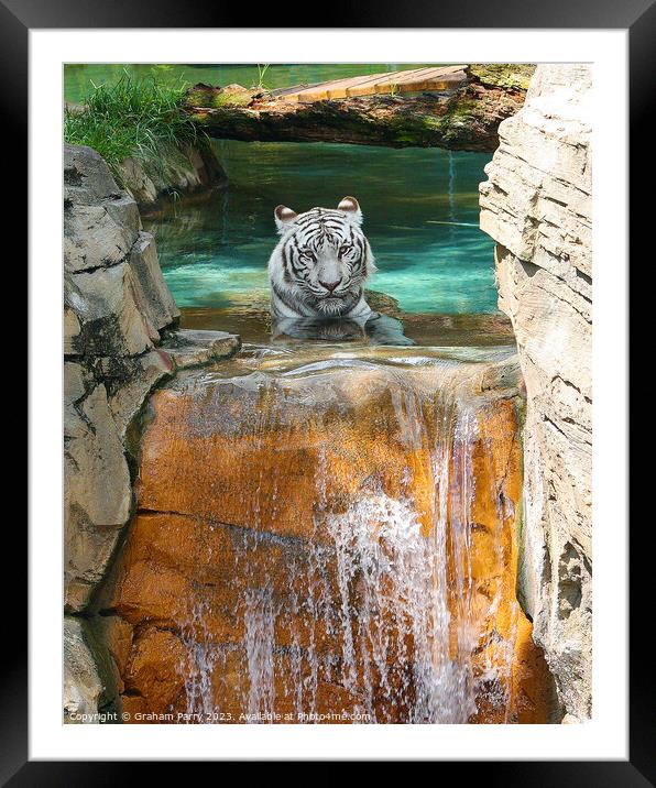 Icy Cascade's Solitary Tiger Framed Mounted Print by Graham Parry