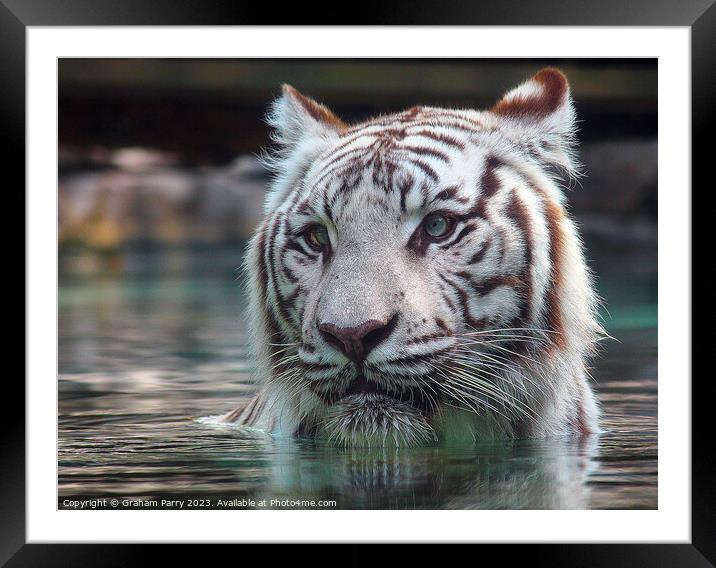 Sublime White Bengal Tiger's Aquatic Dance Framed Mounted Print by Graham Parry