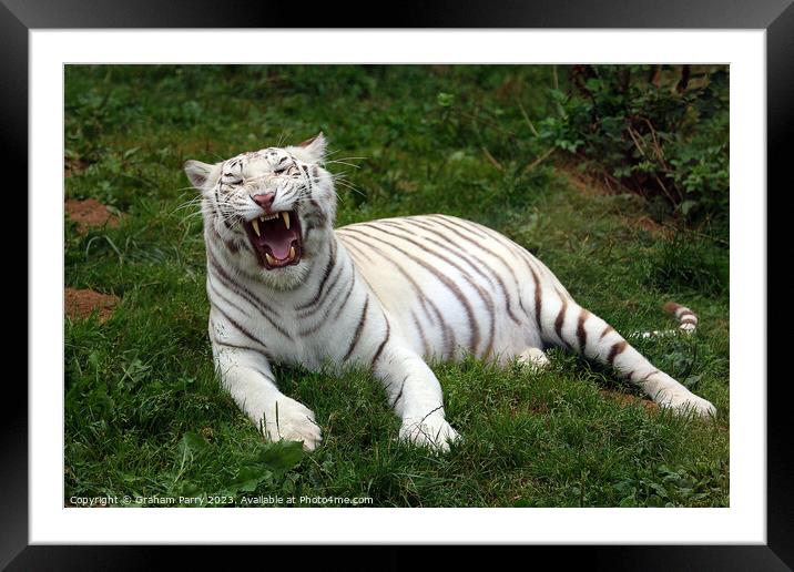 Enthralling White Bengal Repose Framed Mounted Print by Graham Parry