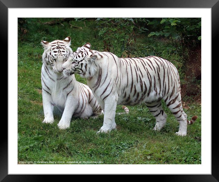 Enchanting Encounter of Bengal Tigers Framed Mounted Print by Graham Parry